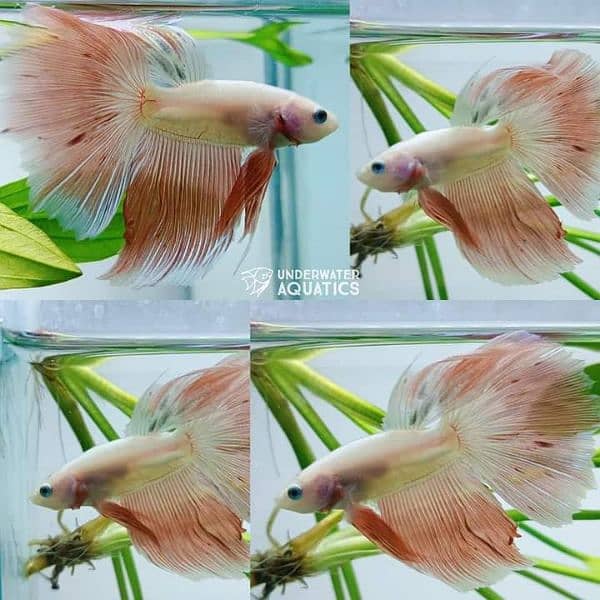 High Quality Betta Fish Available (Male Female) 10