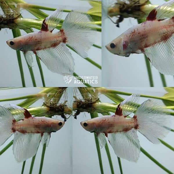 High Quality Betta Fish Available (Male Female) 11