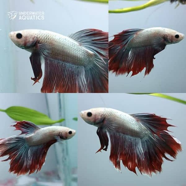 High Quality Betta Fish Available (Male Female) 12