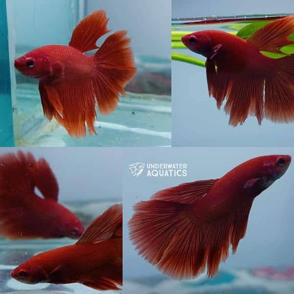 High Quality Betta Fish Available (Male Female) 13