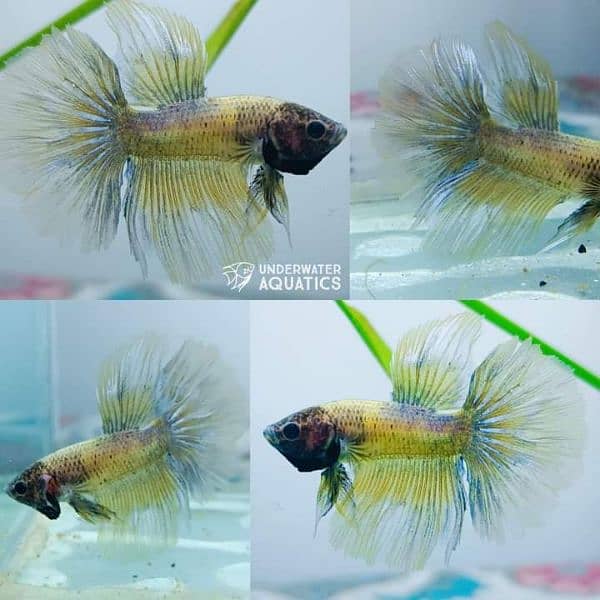 High Quality Betta Fish Available (Male Female) 14