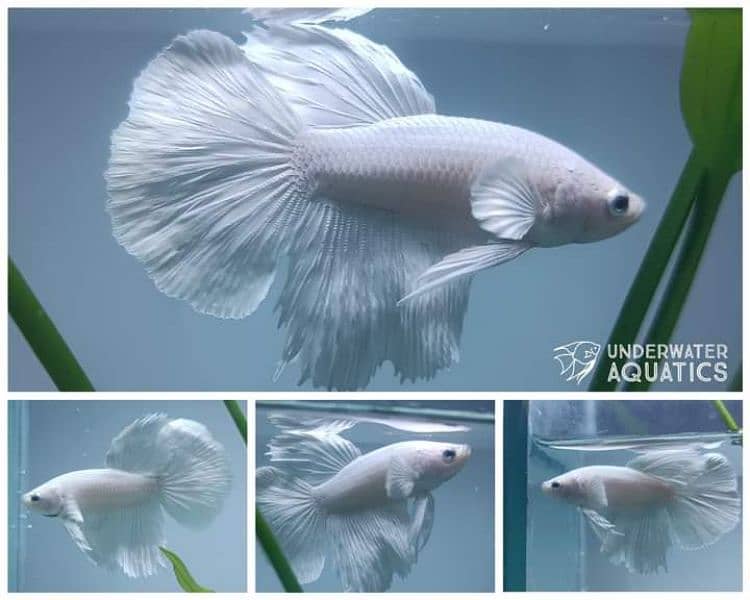 High Quality Betta Fish Available (Male Female) 15