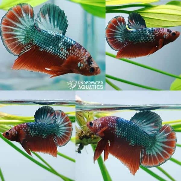 High Quality Betta Fish Available (Male Female) 16