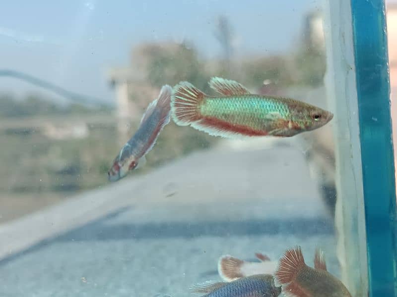 High Quality Betta Fish Available (Male Female) 17