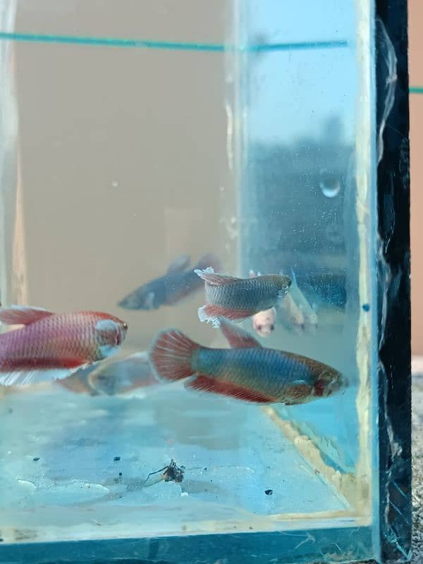 High Quality Betta Fish Available (Male Female) 19