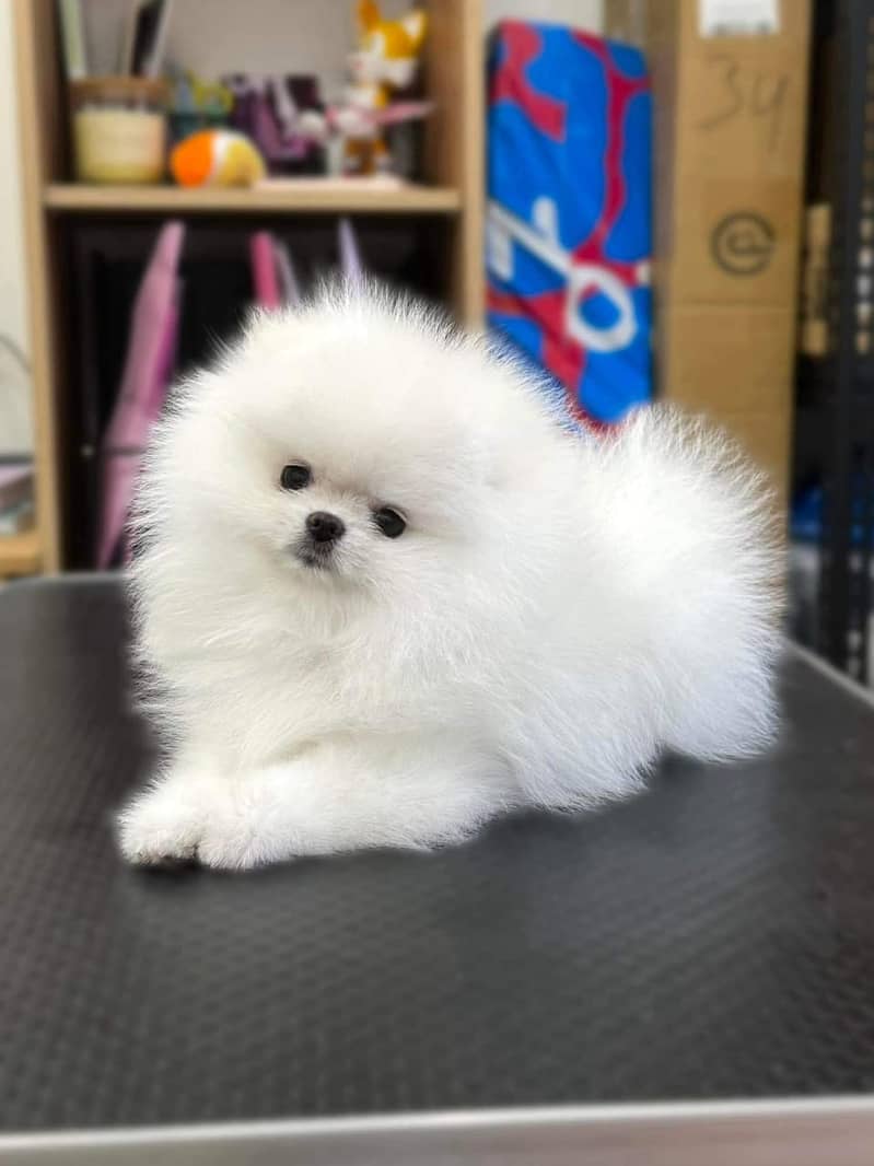 Pomeranian Puppy for sale | Pomernaian | Dog | 0313 6357264 1