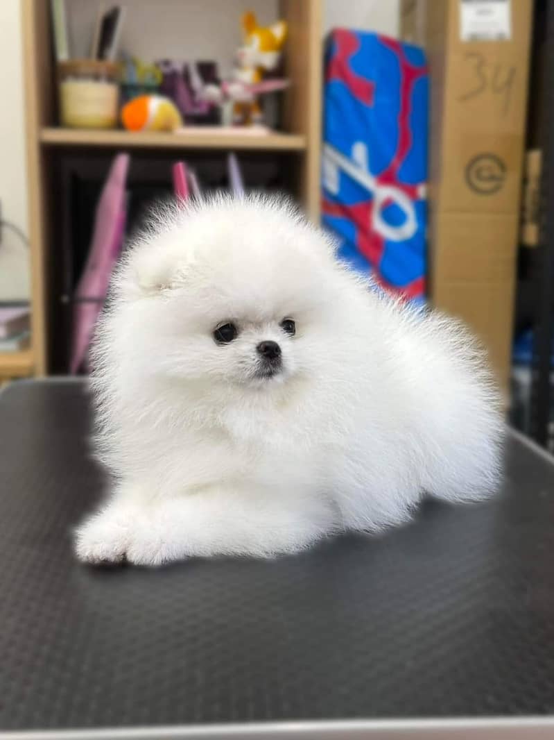 Pomeranian Puppy for sale | Pomernaian | Dog | 0313 6357264 2