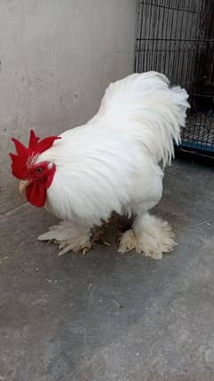 bantam male age 16 month female age 5 month