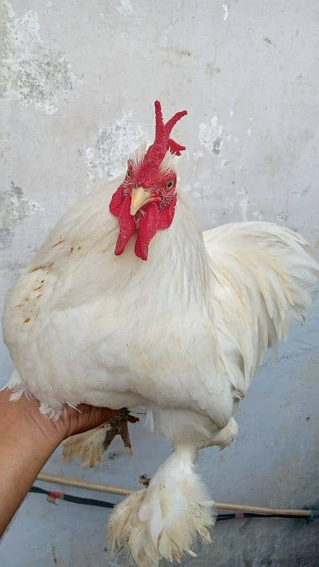 bantam male age 16 month female age 5 month 1