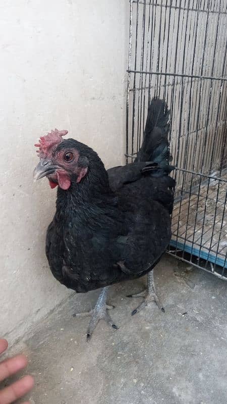 bantam male age 16 month female age 5 month 2