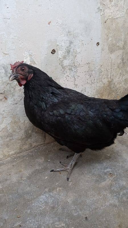 bantam male age 16 month female age 5 month 3