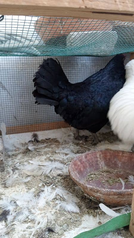 bantam male age 16 month female age 5 month 4