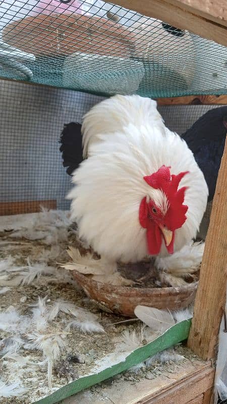 bantam male age 16 month female age 5 month 5