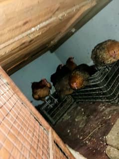 all kind of hens available