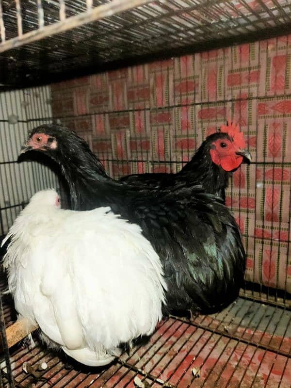 all kind of hens available 3