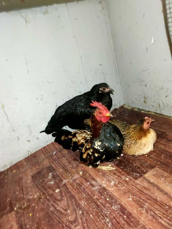 all kind of hens available 5