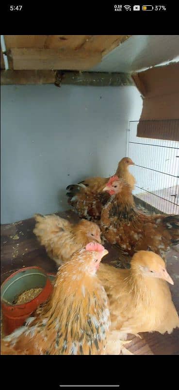 all kind of hens available 6