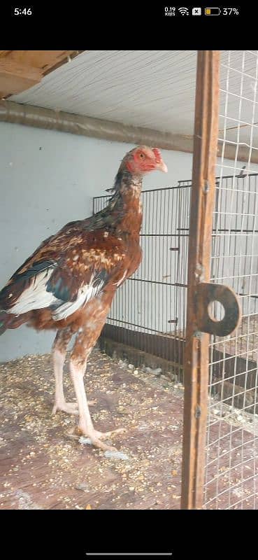 all kind of hens available 7