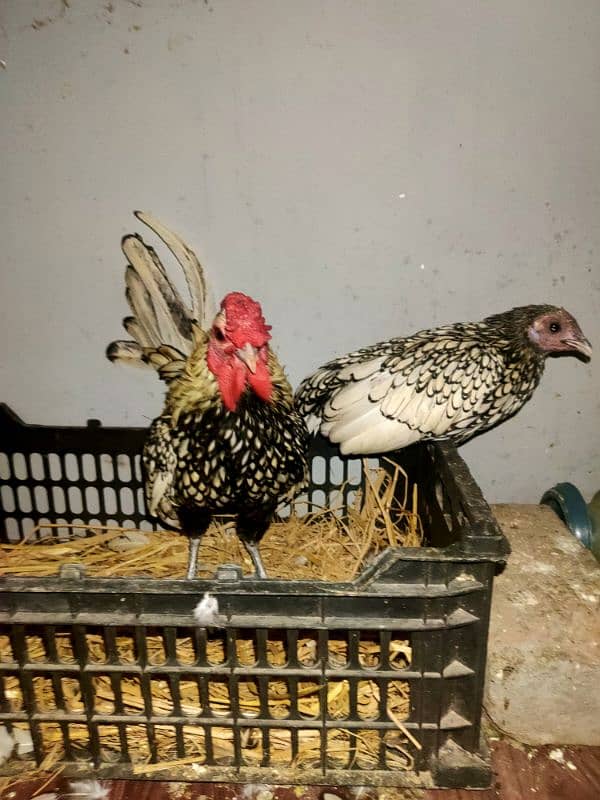 all kind of hens available 14