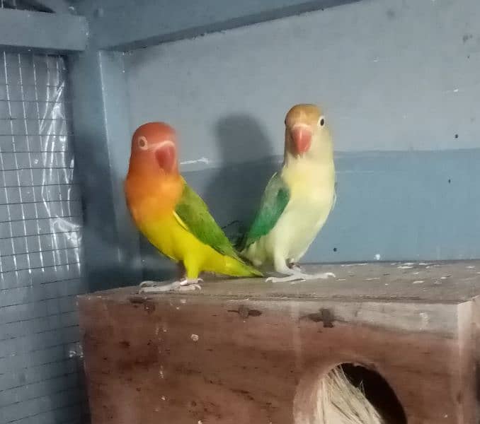 love birds and cocktail 2