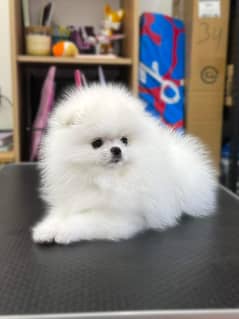 Pomeranian