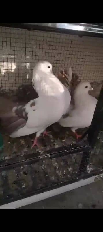 pigeon for sale 2