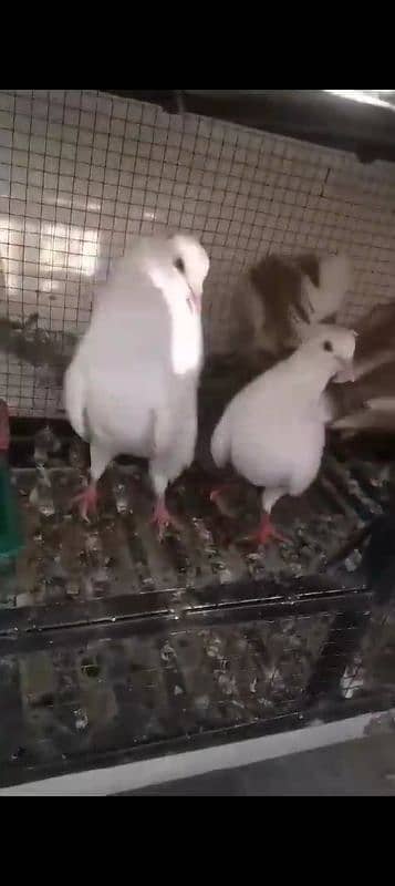 pigeon for sale 4