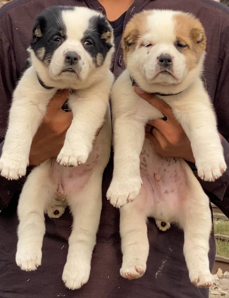 Alabai dog | King Alabai pair | security dog for sale | Alabai Breed 0