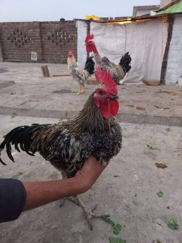 Desi Murghay for sale 3