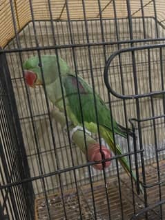 Raw Male Parrot