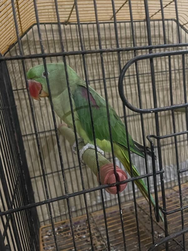 Raw Male Parrot 0