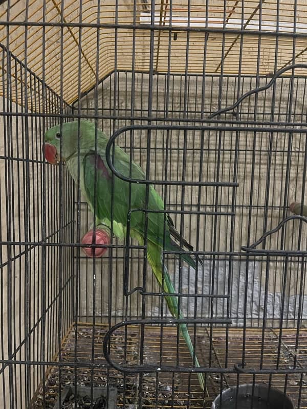 Raw Male Parrot 2