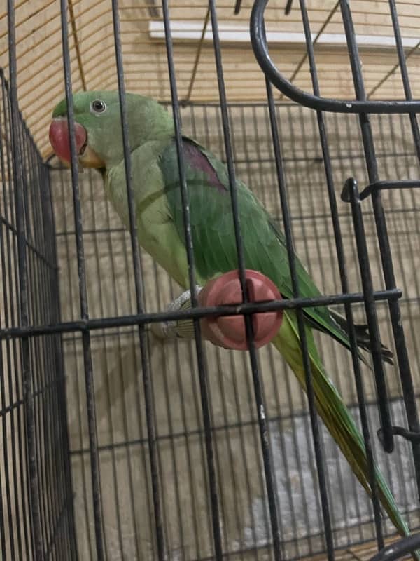 Raw Male Parrot 3