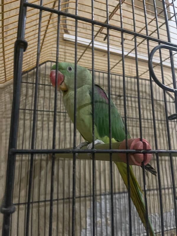 Raw Male Parrot 4