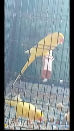 yellow Ringneck breeder pair