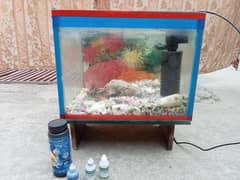 Fish Aquarium