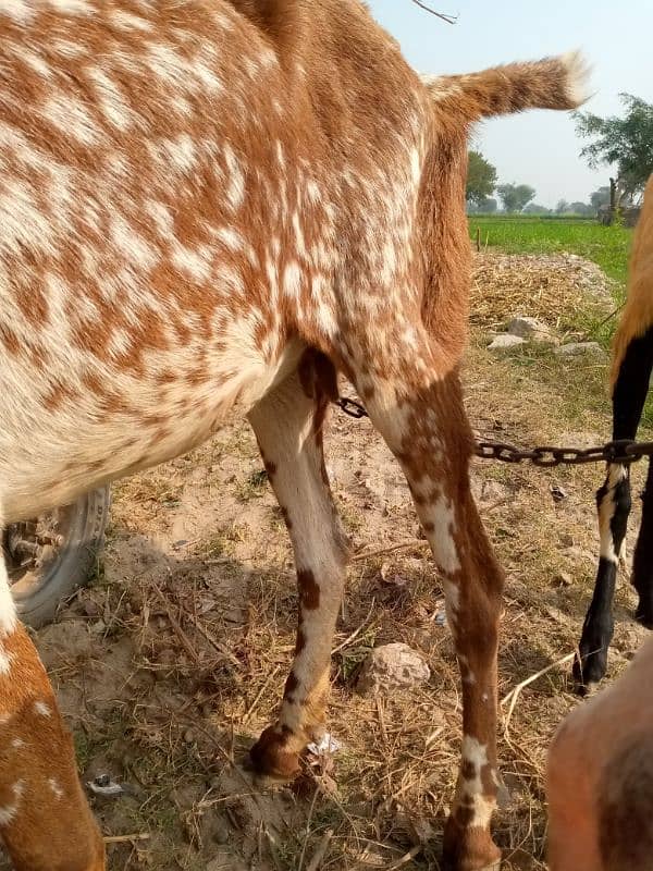 Makhi Chini bakri 2