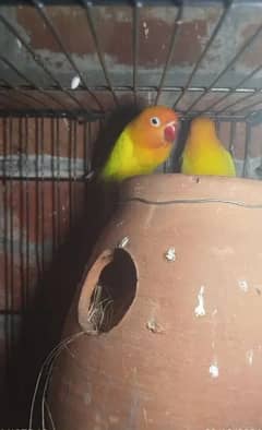 love birds breedar pair for sale