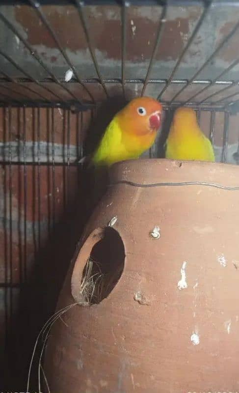 love birds breedar pair for sale 0