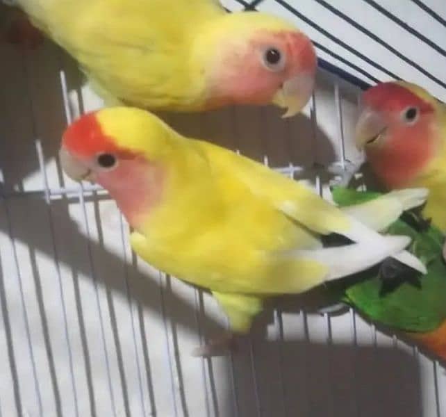 love birds breedar pair for sale 1