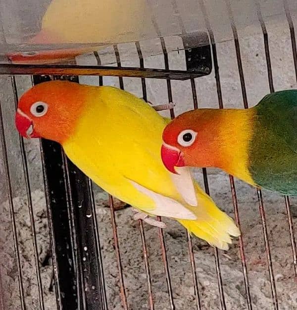 love birds breedar pair for sale 2