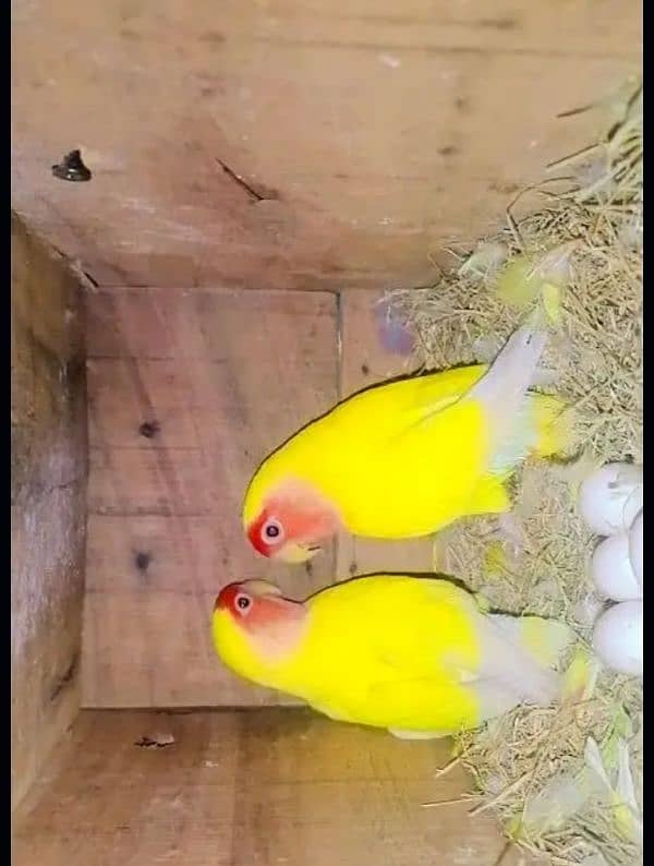 love birds breedar pair for sale 3