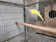 Yellow ringneck breeder female