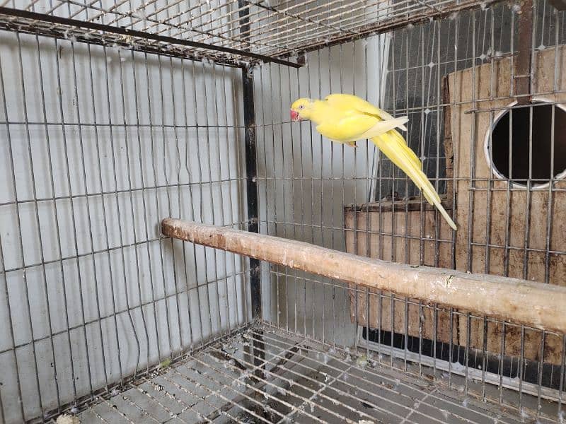 Yellow ringneck breeder female 0