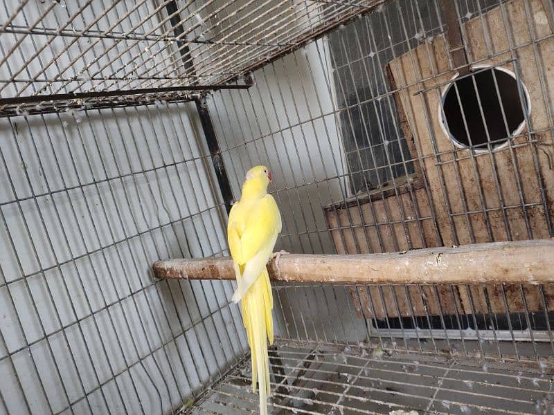 Yellow ringneck breeder female 1