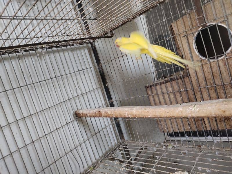 Yellow ringneck breeder female 3