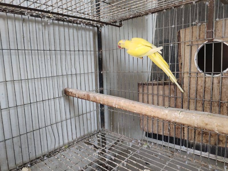 Yellow ringneck breeder female 4