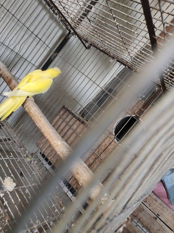 Yellow ringneck breeder female 5