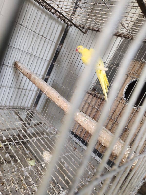 Yellow ringneck breeder female 6