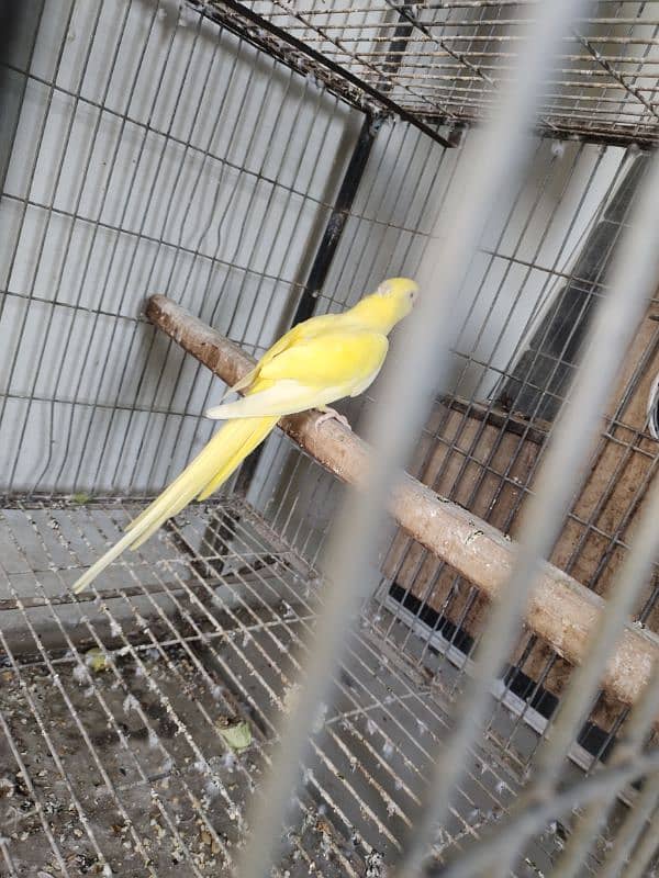 Yellow ringneck breeder female 7